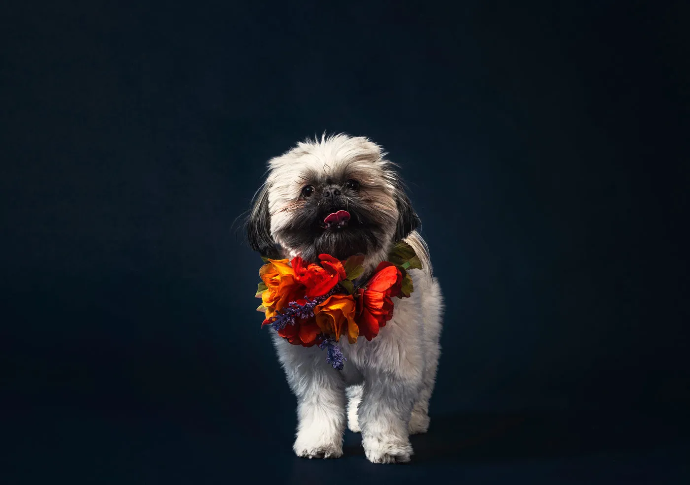 A Fluffy Dog Wearing A Necklace Of Flowers