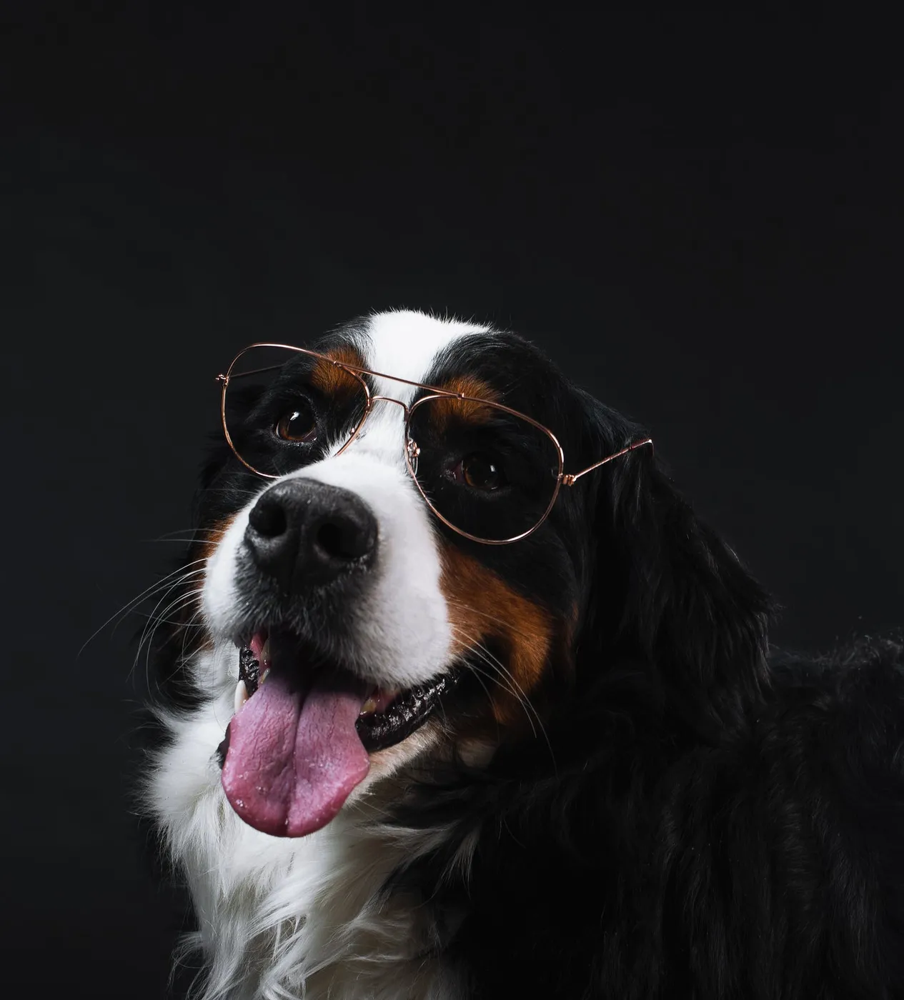 Bernese Mountain Dog Wears Glasses
