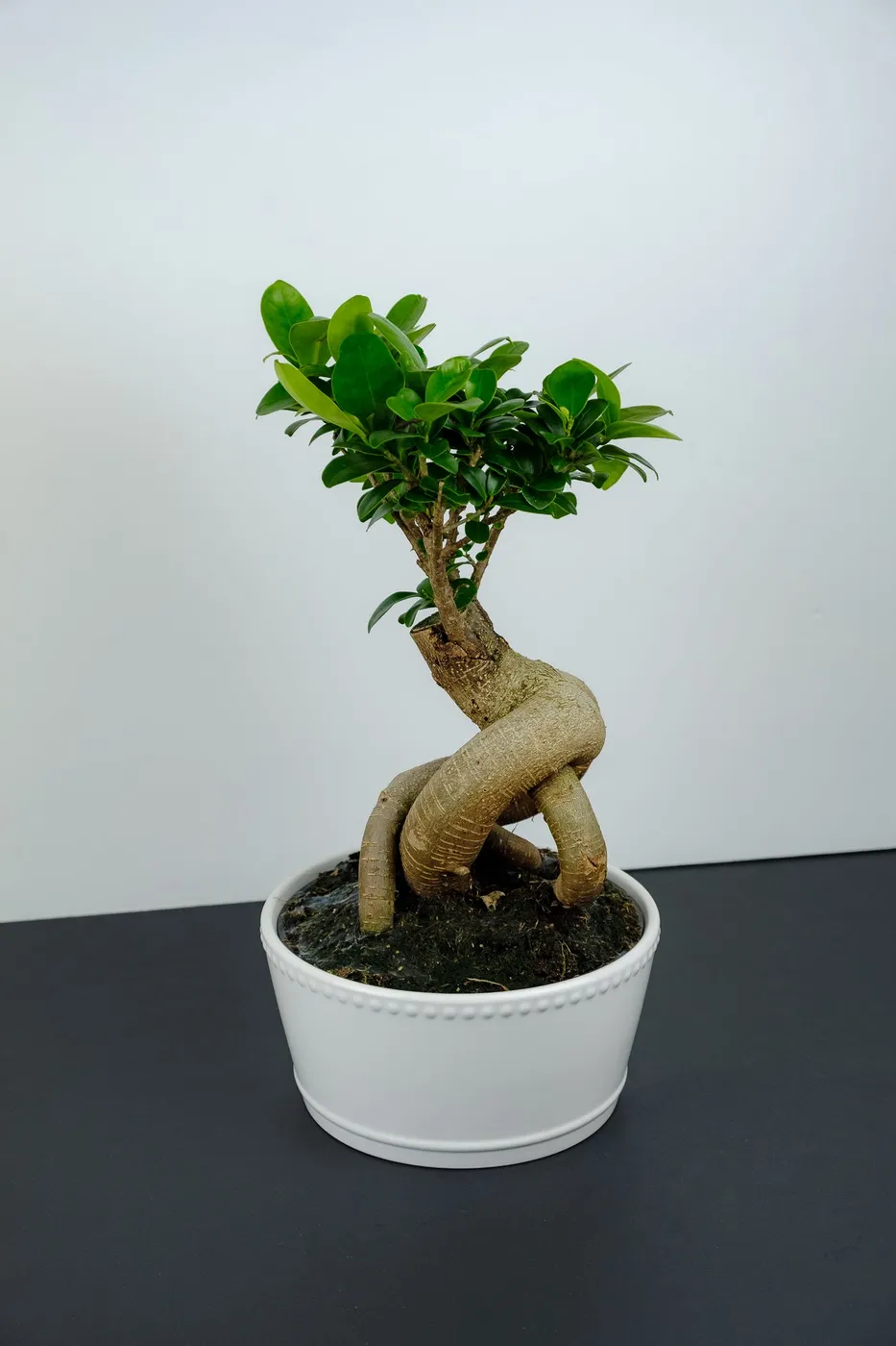 Bonsai Tree On Monochrome Background